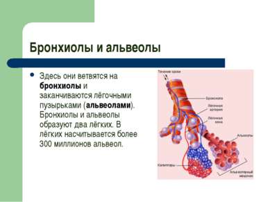 Бронхиолы и альвеолы Здесь они ветвятся на бронхиолы и заканчиваются лёгочным...