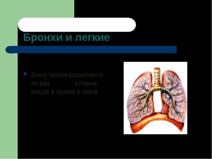 Бронхи и легкие Внизу трахея разделяется на два бронха, которые входят в прав...