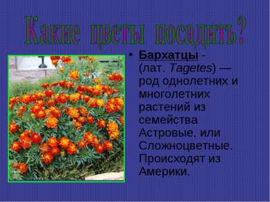 Бархатцы - (лат. Tagetes) — род однолетних и многолетних растений из семейств...