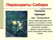 Первоцветы Сибири