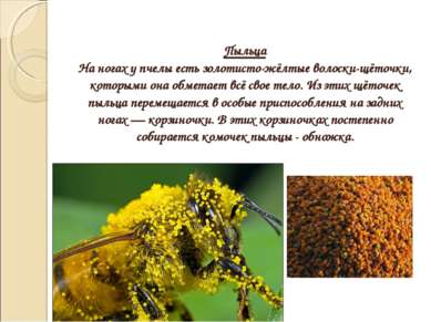 Пыльца На ногах у пчелы есть золотисто-жёлтые волоски-щёточки, которыми она о...