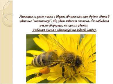Летящая к улью пчела с двумя обножками как будто одета в цветные “штанишки”. ...