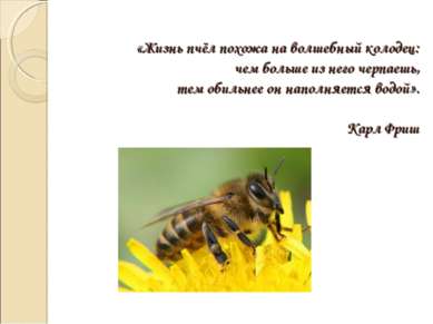«Жизнь пчёл похожа на волшебный колодец: чем больше из него черпаешь, тем оби...