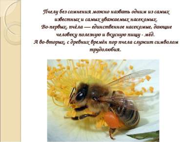 Пчелу без сомнения можно назвать одним из самых известных и самых уважаемых н...