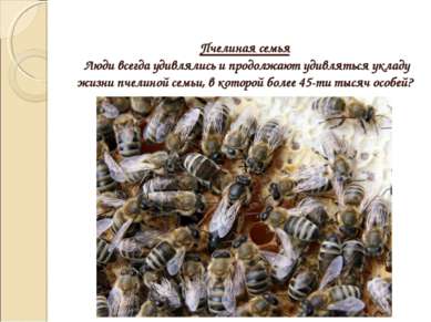 Пчелиная семья Люди всегда удивлялись и продолжают удивляться укладу жизни пч...