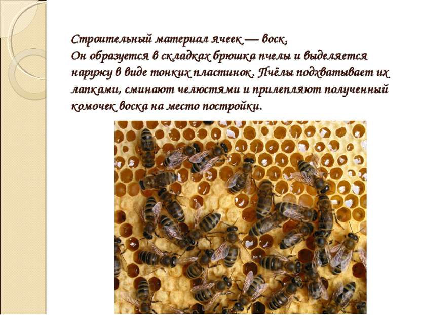 Строительный материал ячеек — воск. Он образуется в складках брюшка пчелы и в...