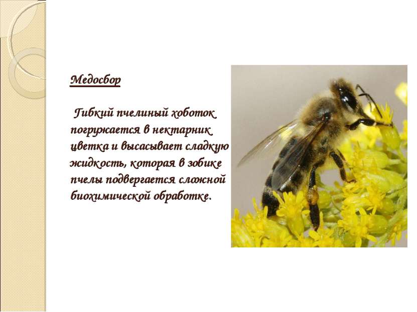 Медосбор Гибкий пчелиный хоботок погружается в нектарник цветка и высасывает ...