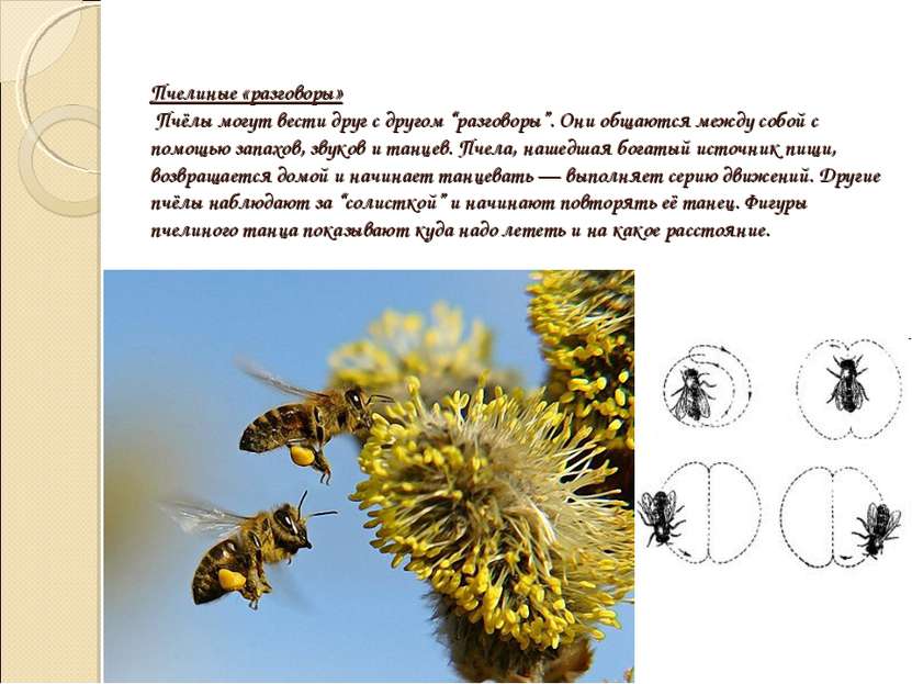 Пчелиные «разговоры» Пчёлы могут вести друг с другом “разговоры”. Они общаютс...