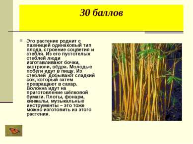 30 баллов Эго растение роднит с пшеницей одинаковый тип плода, строение соцве...