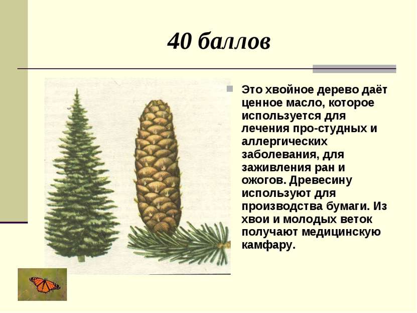 40 баллов Это хвойное дерево даёт ценное масло, которое используется для лече...