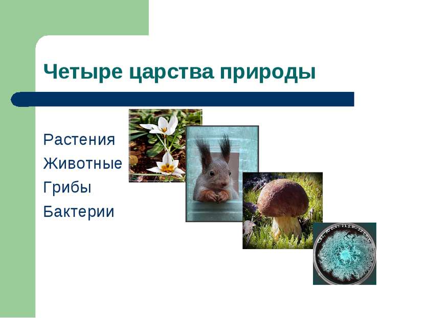 Четыре царства природы Растения Животные Грибы Бактерии