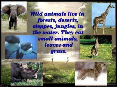 Wild animals live in forests, deserts, steppes, jungles, in the water. They e...