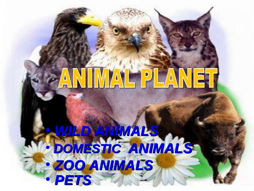 WILD ANIMALS DOMESTIC ANIMALS ZOO ANIMALS PETS