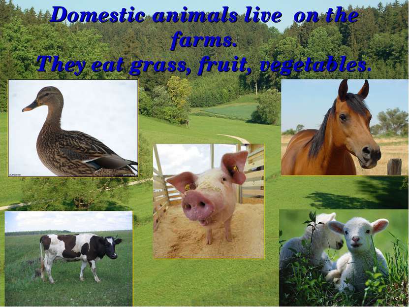 Domestic animals live on the farms. They eat grass, fruit, vegetables.