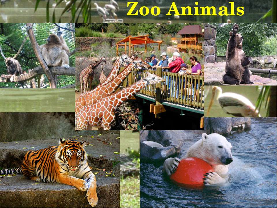 Zoo animals videos. Animal of Zoo презентация. Zoo animals ppt. Domestic and Zoo animals. Animals in the Zoo examples.