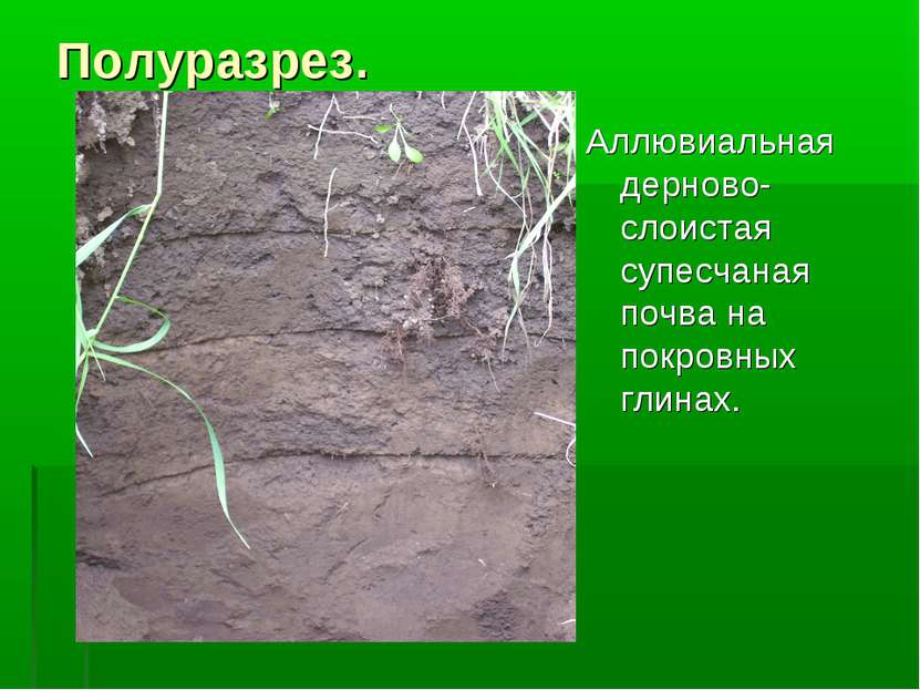 Полуразрез. Аллювиальная дерново-слоистая супесчаная почва на покровных глинах.