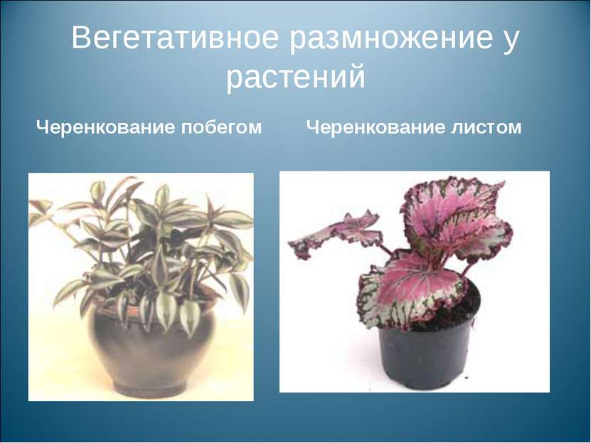 Вегетативное размножение у растений Черенкование побегом Черенкование листом