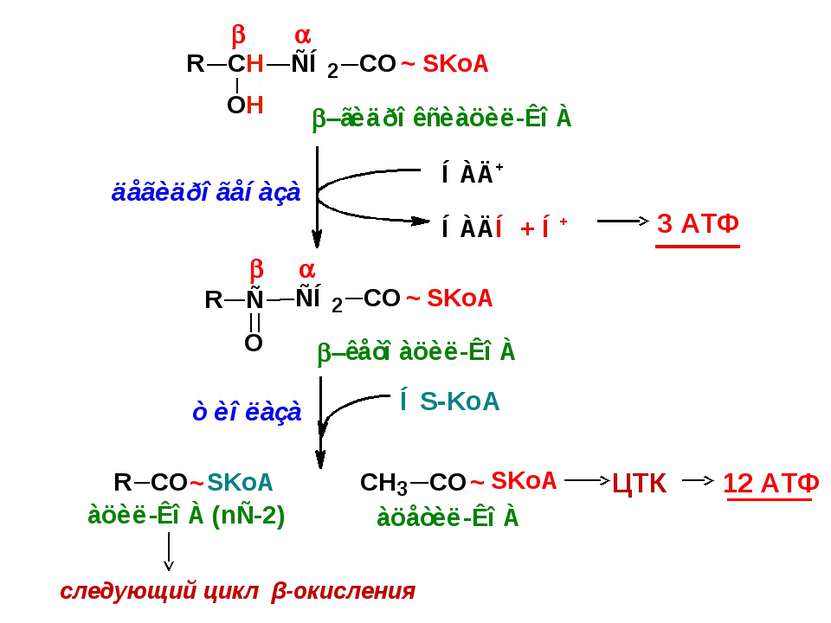 3 АТФ ЦТК 12 АТФ следующий цикл β-окисления