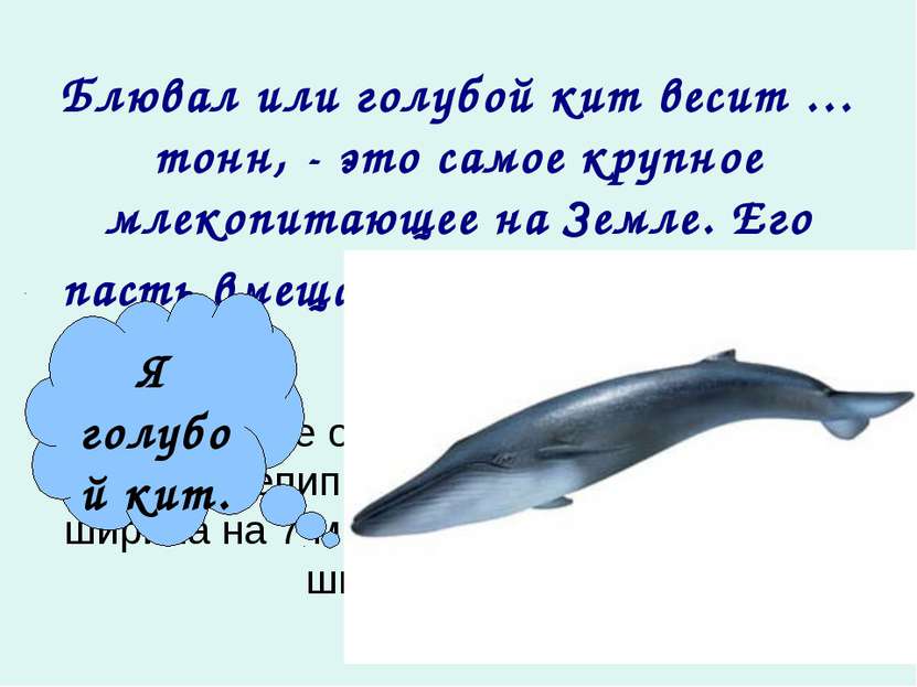 Блювал или голубой кит весит … тонн, - это самое крупное млекопитающее на Зем...