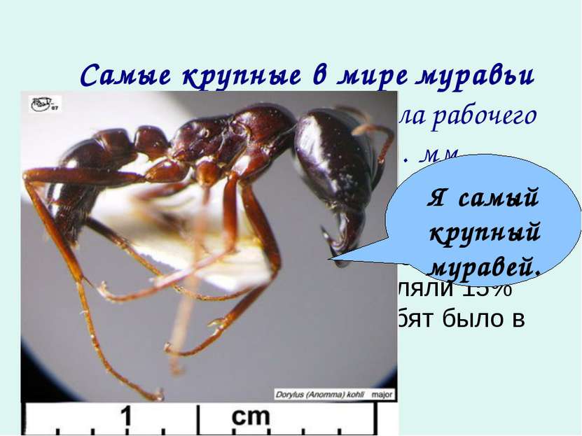    Самые крупные в мире муравьи живут в Африке. Длина тела рабочего муравья с...