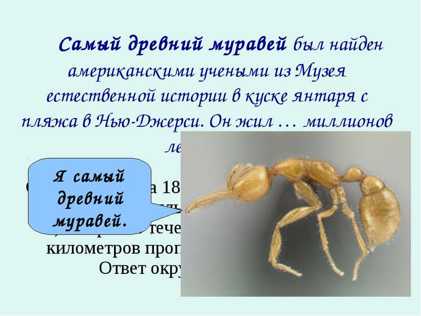     Самый древний муравей был найден американскими учеными из Музея естествен...