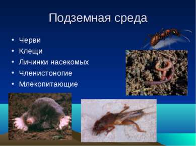 Подземная среда Черви Клещи Личинки насекомых Членистоногие Млекопитающие
