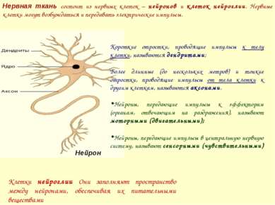 Нервная ткань состоит из нервных клеток – нейронов и клеток нейроглии. Нервны...