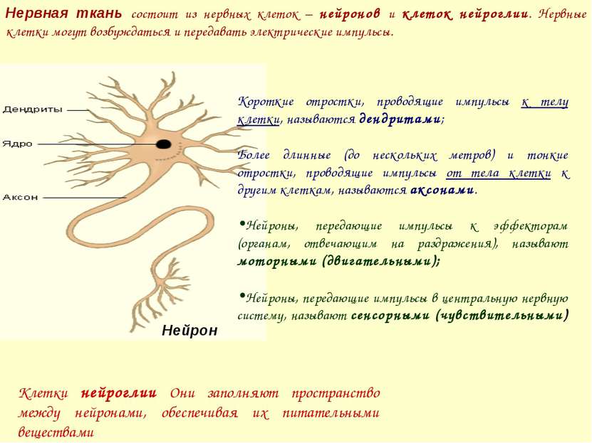 Нервная ткань состоит из нервных клеток – нейронов и клеток нейроглии. Нервны...