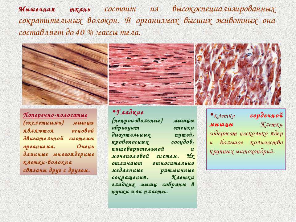 Происхождение мышечной ткани