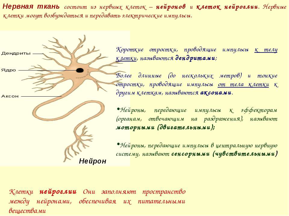 Тест на тему нервная. Нервная ткань. Нервная ткань рисунок. Нервная ткань состоит из специальных клеток. Нервная ткань состоит из нейронов и нейроглии.