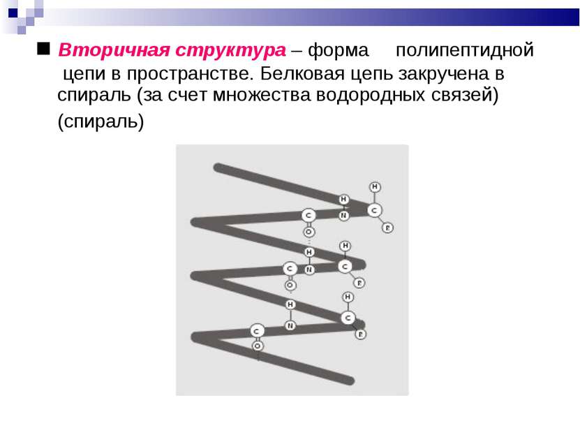 ■ Вторичная структура – форма полипептидной цепи в пространстве. Белковая цеп...