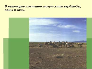 В некоторых пустынях могут жить верблюды, овцы и козы.