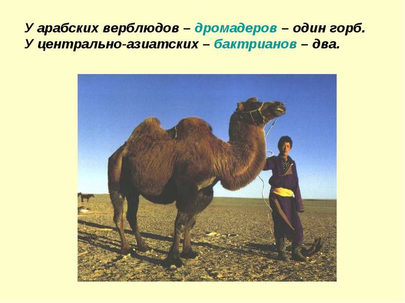 У арабских верблюдов – дромадеров – один горб. У центрально-азиатских – бактр...