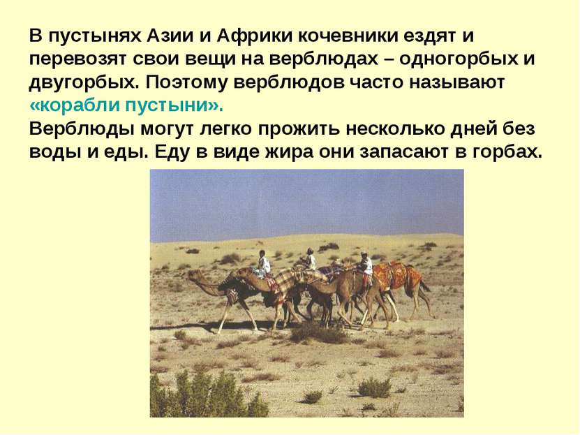 В пустынях Азии и Африки кочевники ездят и перевозят свои вещи на верблюдах –...