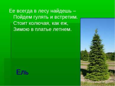 Ель Ее всегда в лесу найдешь – Пойдем гулять и встретим. Стоит колючая, как е...