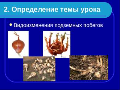 2. Определение темы урока Видоизменения подземных побегов