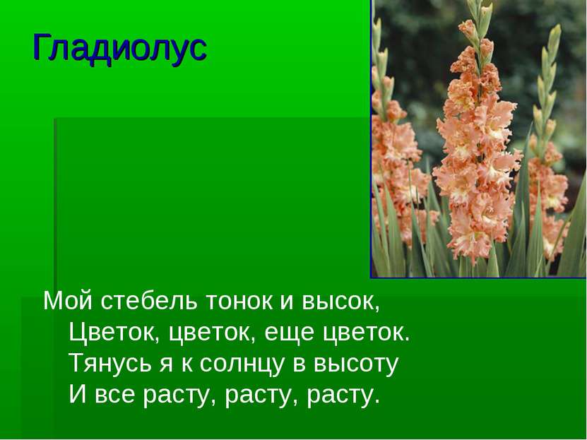 Гладиолус Мой стебель тонок и высок, Цветок, цветок, еще цветок. Тянусь я к с...