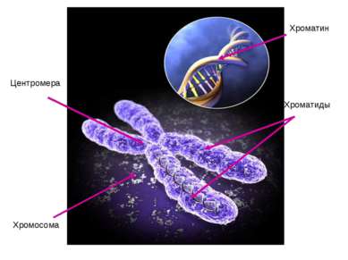Хроматин Хромосома Центромера Хроматиды