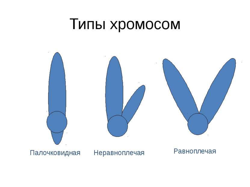Типы хромосом Палочковидная Неравноплечая Равноплечая