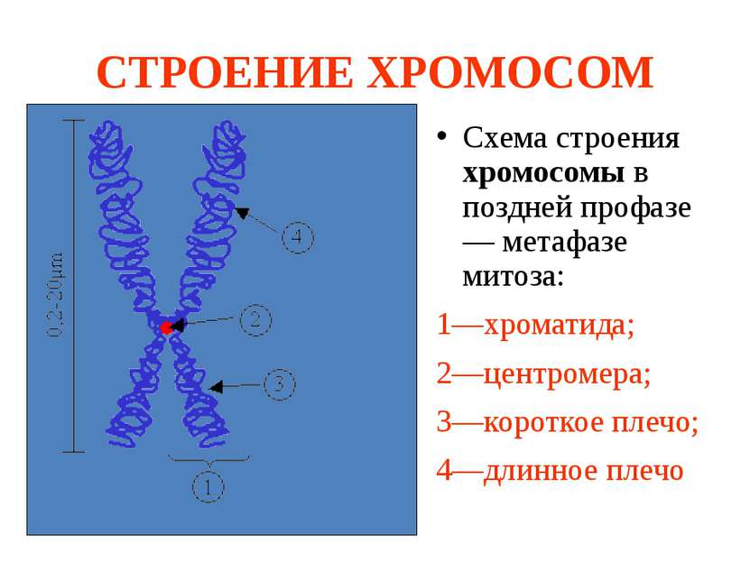 СТРОЕНИЕ ХРОМОСОМ Схема строения хромосомы в поздней профазе — метафазе митоз...