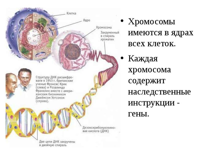 Хромосомы имеются в ядрах всех клеток. Каждая хромосома содержит наследственн...