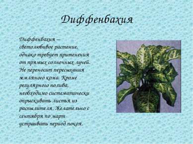 Диффенбахия Диффенбахия – светолюбивое растение, однако требует притенения от...