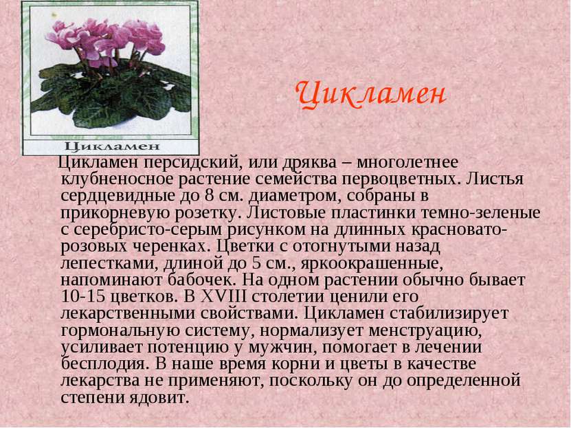 Цикламен Цикламен персидский, или дряква – многолетнее клубненосное растение ...