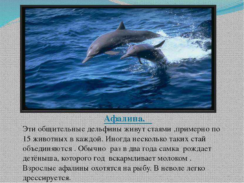 Афалина. Эти общительные дельфины живут стаями ,примерно по 15 животных в каж...