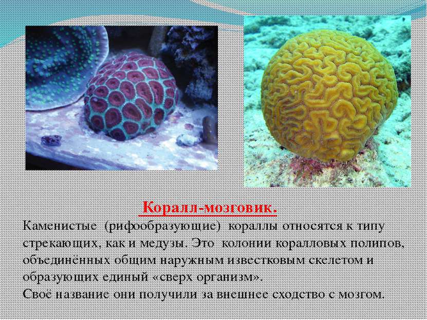 Коралл-мозговик. Каменистые (рифообразующие) кораллы относятся к типу стрекаю...