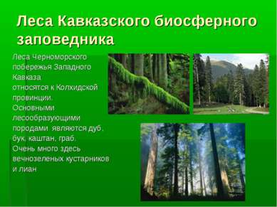 Леса Кавказского биосферного заповедника Леса Черноморского побережья Западно...