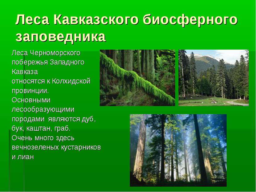 Леса Кавказского биосферного заповедника Леса Черноморского побережья Западно...