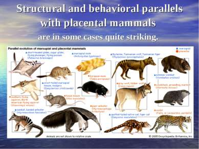 Structural and behavioral parallels with placental mammals are in some cases ...