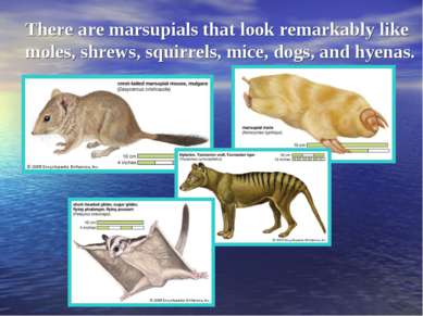 There are marsupials that look remarkably like moles, shrews, squirrels, mice...