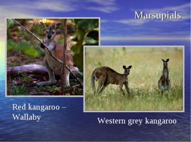 Marsupials Red kangaroo – Wallaby Western grey kangaroo